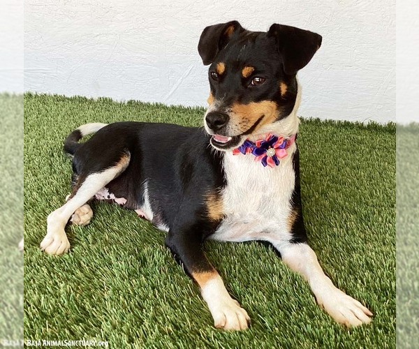 Medium Photo #3 Rat Terrier-Unknown Mix Puppy For Sale in San Diego, CA, USA
