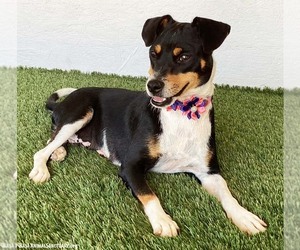 Monique - Female Rat Terrier-Unknown Mix Dog for Adoption - Photo #3