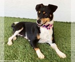 Small #2 Rat Terrier Mix