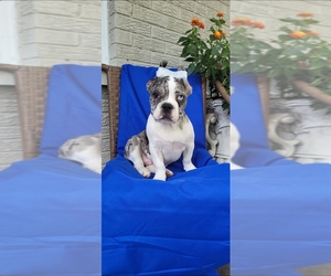 Medium French Bulldog