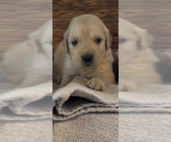 Medium Photo #17 Golden Retriever Puppy For Sale in MERCED, CA, USA