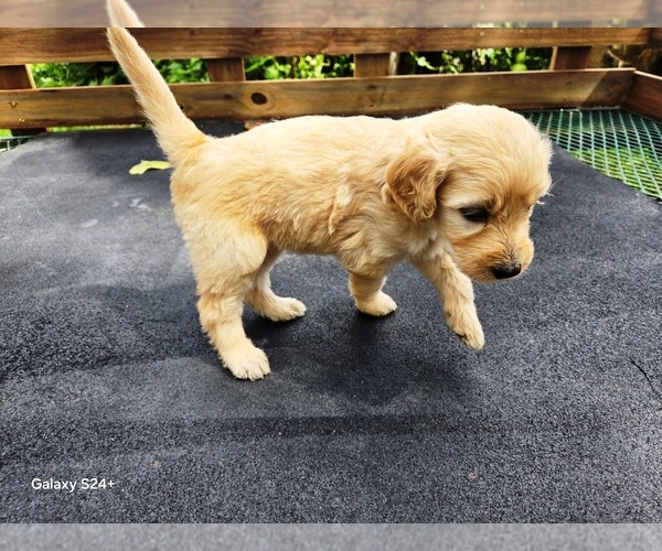 Medium Photo #2 Goldendoodle Puppy For Sale in LEON, KS, USA