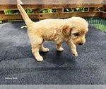 Small #1 Goldendoodle