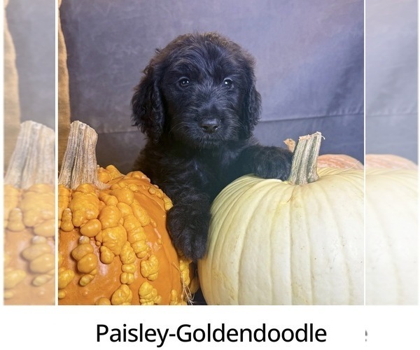 Medium Photo #4 Goldendoodle Puppy For Sale in OCALA, FL, USA