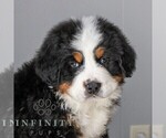 Small Bernese Mountain Dog