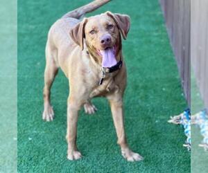 Labralas Dogs for adoption in San Diego, CA, USA