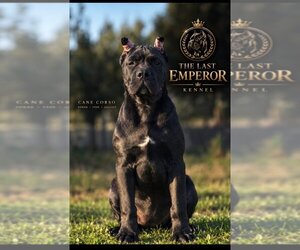 Cane Corso Puppy for sale in Bijeljina, Srspka, Bosnia and Herzegovina
