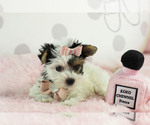 Small #9 Yorkshire Terrier