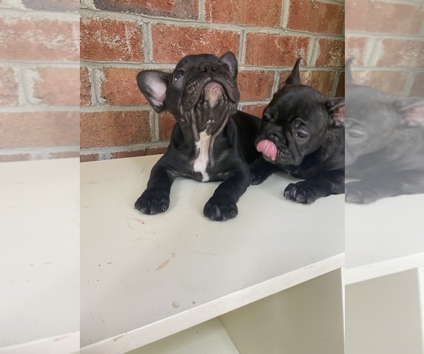 Medium Photo #14 French Bulldog Puppy For Sale in CLEVELAND, NC, USA