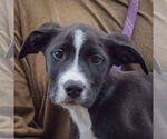 Small #5 American Bulldog-American Staffordshire Terrier Mix