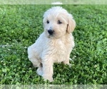 Small #3 Labradoodle