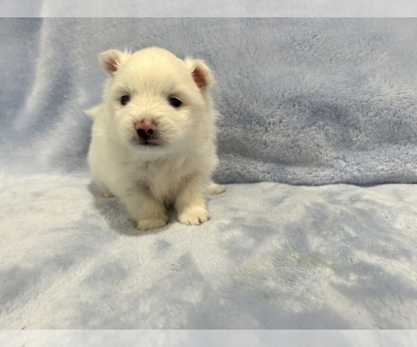 Medium Photo #31 Pomeranian Puppy For Sale in DES MOINES, WA, USA