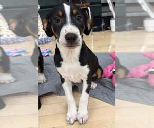 Mutt Dogs for adoption in Mechanicsburg, PA, USA