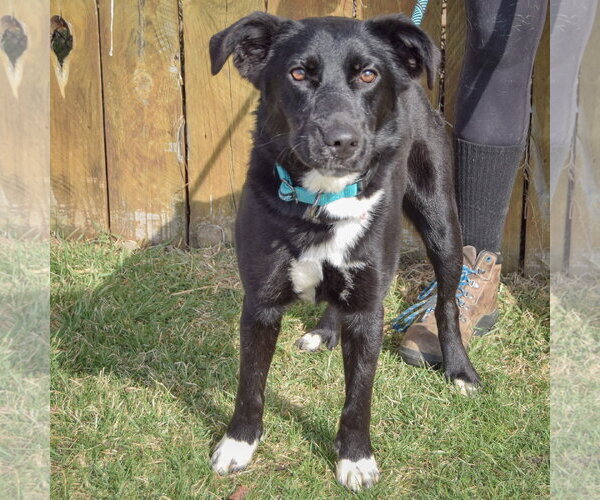 Medium Photo #3 Border Collie-Unknown Mix Puppy For Sale in Huntley, IL, USA