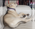 Small #14 Siberian Husky Mix