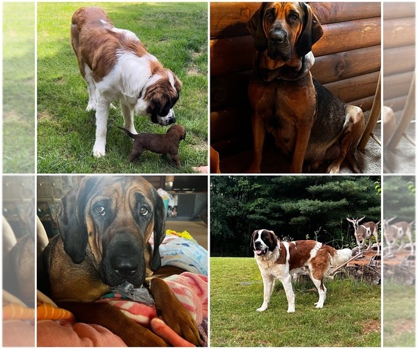 Medium Photo #2 Mastiff-Saint Bernard Mix Puppy For Sale in KIMBOLTON, OH, USA