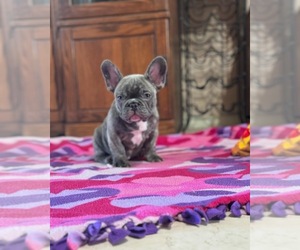 French Bulldog Puppy for sale in SAN ANTONIO, TX, USA