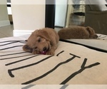 Small Photo #5 Goldendoodle Puppy For Sale in FORT MYERS, FL, USA