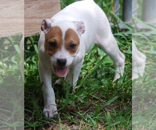 Medium Photo #13 Mutt Puppy For Sale in Spring, TX, USA