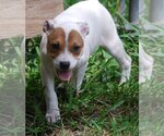 Small #12 Mutt