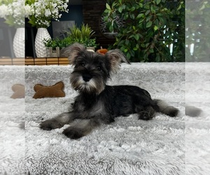 Schnauzer (Miniature) Puppy for sale in GREENFIELD, IN, USA