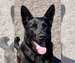 German Shepherd Dog Dogs for adoption in Webster, WI, USA