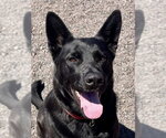 Small German Shepherd Dog