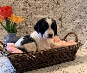 English Springer Spaniel Puppy for sale in OWEN, WI, USA