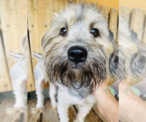 Mutt Dogs for adoption in Dallas, TX, USA