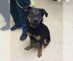 Doberman Pinscher-Unknown Mix Dogs for adoption in Riverside, CA, USA