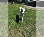 Small #2 American Pit Bull Terrier Mix