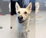 Small German Shepherd Dog