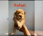 Puppy Rafael Chow Chow