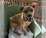 Small #3 Labrador Retriever Mix