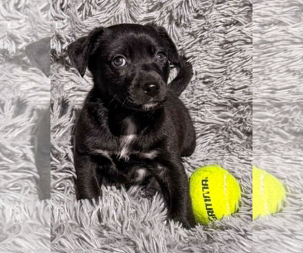 Medium Photo #10 Labrador Retriever-Miniature Pinscher Mix Puppy For Sale in Corona, CA, USA