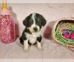 Small Photo #5 Bernedoodle-Poodle (Toy) Mix Puppy For Sale in BLACK FOREST, CO, USA
