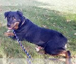Small Photo #14 Rottweiler Puppy For Sale in Rockaway, NJ, USA
