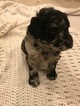 Small #7 Aussiedoodle-Poodle (Standard) Mix