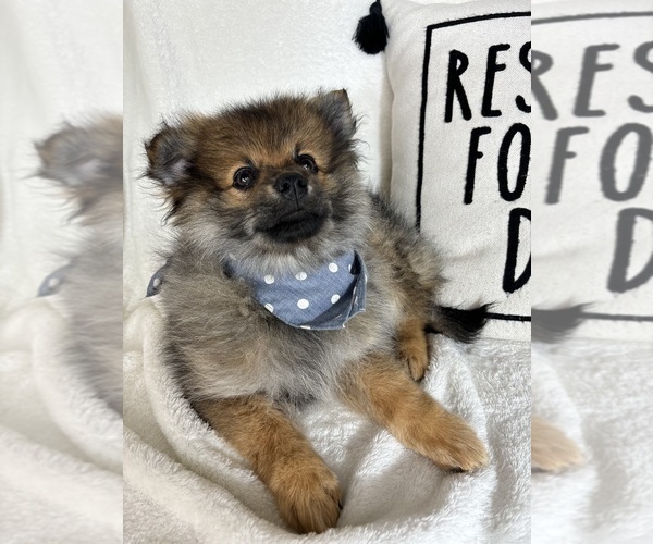 Medium Photo #1 Pomeranian Puppy For Sale in GREENFIELD, IN, USA
