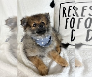 Pomeranian Puppy for sale in GREENFIELD, IN, USA