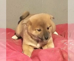 Shiba Inu Puppy for sale in ARTHUR, IL, USA