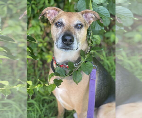 Medium Photo #8 Mutt Puppy For Sale in Mount Laurel, NJ, USA