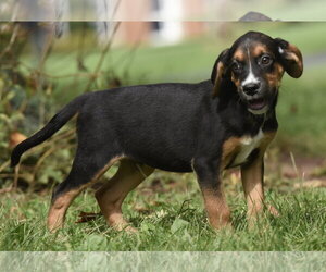 Liam - Male Australian Shepherd-Beagle Mix Dog for Adoption - Photo #2