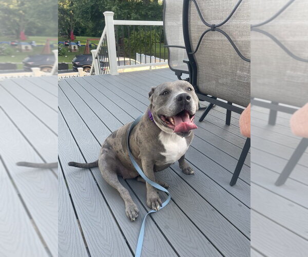 Medium Photo #18 American Staffordshire Terrier-Unknown Mix Puppy For Sale in Brewster, NY, USA