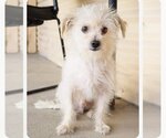 Small Photo #8 Mutt Puppy For Sale in phoenix, AZ, USA