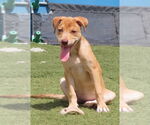 Small Catahoula Leopard Dog