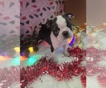 Small Photo #5 Boston Terrier Puppy For Sale in BRYANT, AL, USA