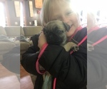 Small Photo #2 Pug Puppy For Sale in GOSHEN, IN, USA