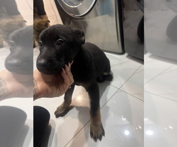 Medium Photo #4 German Shepherd Dog Puppy For Sale in HARTLAND, MI, USA