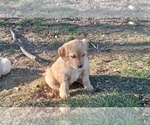 Small Photo #2 Golden Retriever Puppy For Sale in SINGERS GLEN, VA, USA